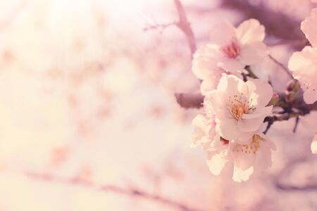background of spring cherry blossoms tree. selective focus