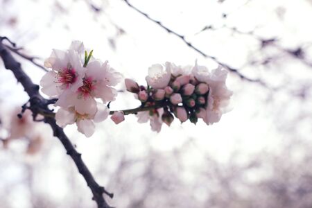 background of spring cherry blossoms tree. selective focus