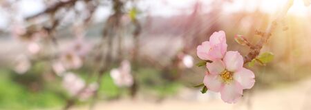 background of spring cherry blossoms tree. selective focusの写真素材