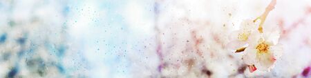 watercolor style and abstract image of cherry tree flowersの写真素材