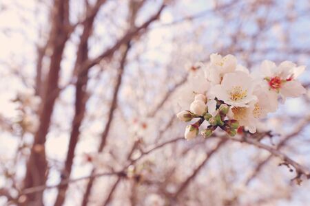 background of spring cherry blossoms tree. selective focus
