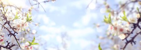 background of spring cherry blossoms tree. selective focusの写真素材