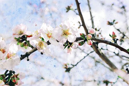 watercolor style and abstract image of cherry tree flowersの写真素材
