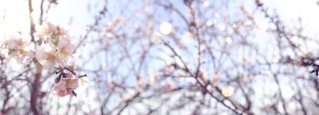 background of spring cherry blossoms tree. selective focusの写真素材