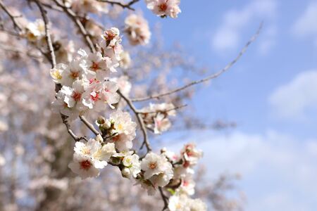 background of spring cherry blossoms tree. selective focusの写真素材