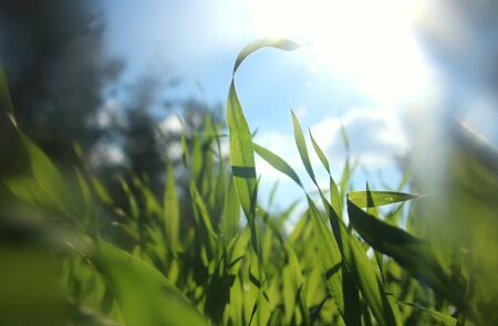 low angle view of fresh grass against blue sky with clouds. freedom and renewal conceptの写真素材