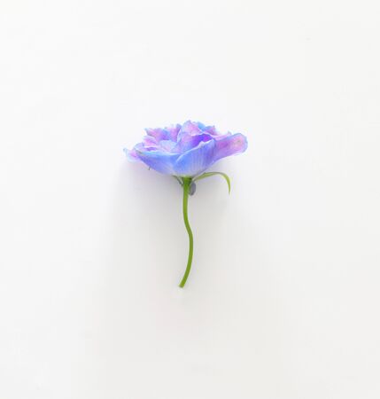 spring blue with purple flower isolated on white backgroundの写真素材