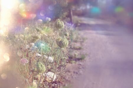 abstract dreamy photo of forest meadow at sunsetの写真素材