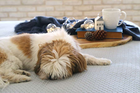 image of cute shi tzu dog in the room. warm and cozy morning at homeの写真素材