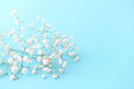 spring bouquet of gypsophila white flowers over pastel blue backgroundの写真素材
