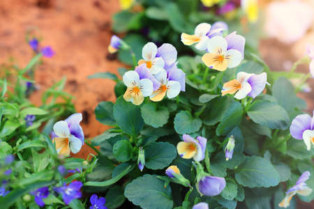 photo of delicate purple and yellow pansy flowers in the garden. Close up, selective focusの写真素材
