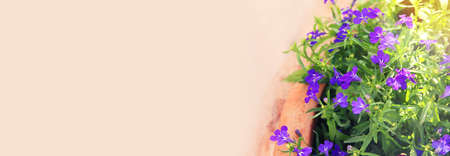 photo of blue Lobelia flowers in the garden. Close up, selective focusの写真素材