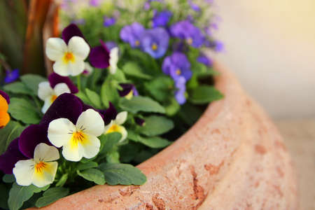 photo of colorful pansy flowers in the garden. Close up, selective focusの写真素材