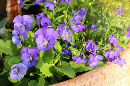 photo of blue pansy flowers in the garden. Close up, selective focus