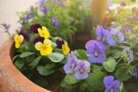photo of blue pansy flowers in the garden. Close up, selective focusの写真素材