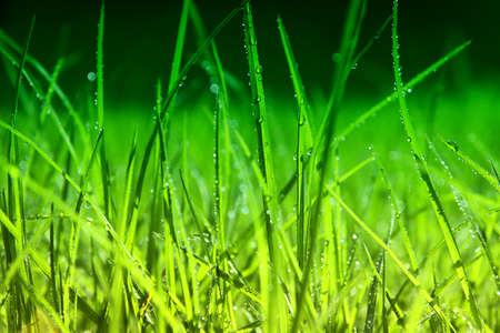 Background of morning dew drops over green grass. selective focus