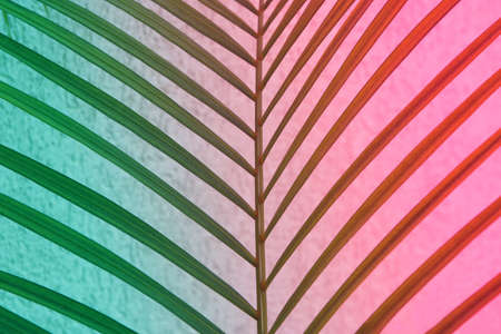 Colorful tropical palm leaves