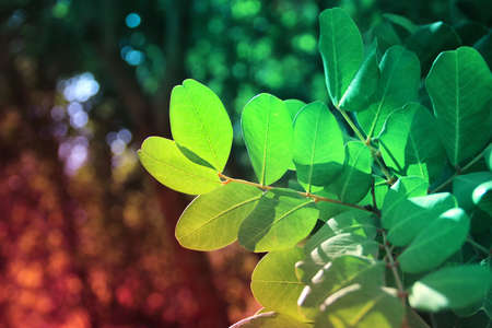 leaves on pastel pink background. floral background.