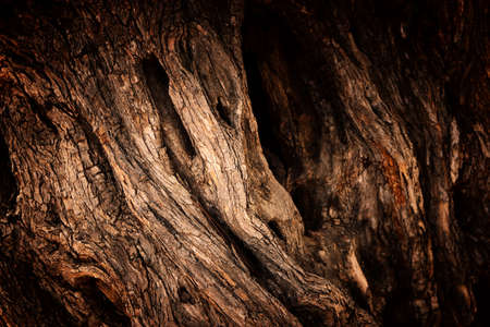 Close up of tree trunk texture