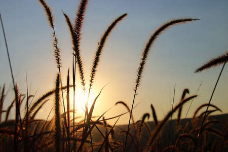 Reeds at golden sunset light