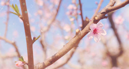 background of spring cherry blossoms tree. selective focusの写真素材