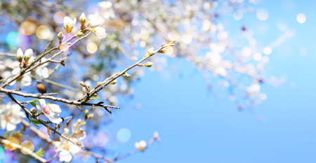 background of spring cherry blossoms tree. selective focusの写真素材