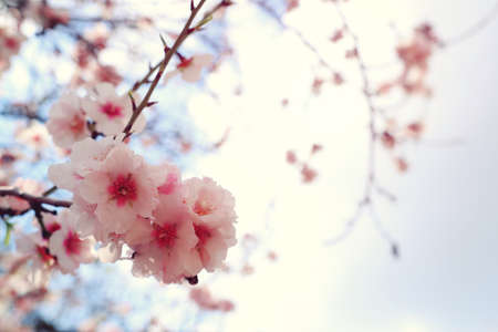 background of spring cherry blossoms tree. selective focus