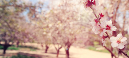 background of spring cherry blossoms tree. selective focus