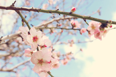 background of spring cherry blossoms tree. selective focus