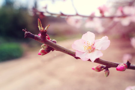 background of spring cherry blossoms tree. selective focusの写真素材