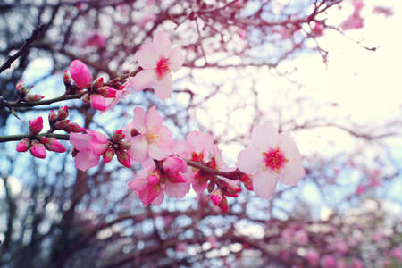 background of spring cherry blossoms tree. selective focusの写真素材