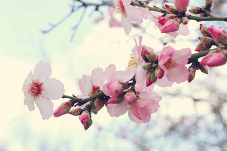 background of spring cherry blossoms tree. selective focusの写真素材