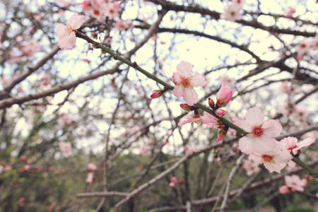 background of spring cherry blossoms tree. selective focusの写真素材