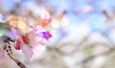 background of spring cherry blossoms tree. selective focusの写真素材