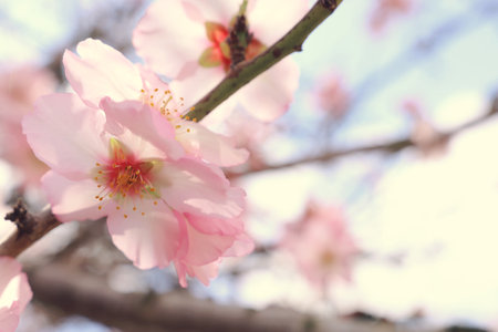 background of spring cherry blossoms tree. selective focusの写真素材
