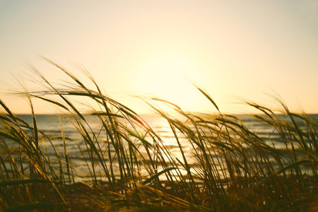 reeds at the beach during sunsetの写真素材