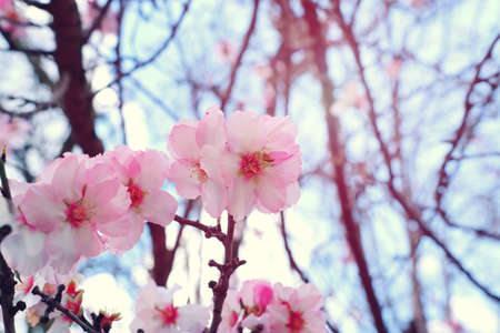 background of spring cherry blossoms tree. selective focus