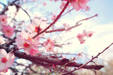 background of spring cherry blossoms tree. selective focusの写真素材