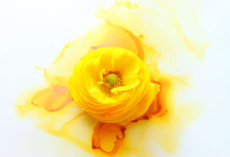 Creative image of beautiful yellow Buttercup flower on artistic ink background. Top view with copy...