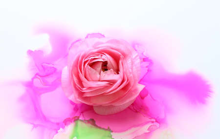 Creative image of beautiful pink Buttercup flower on artistic ink background. Top view with copy...