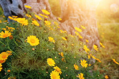 abstract dreamy photo of spring meadow with wildflowersの写真素材