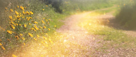 abstract dreamy photo of spring meadow with wildflowersの写真素材