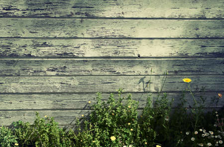 Fresh spring green grass over wood fence background