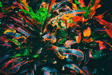 green tropical leaves background. summer and nature concept.