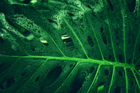 green tropical leaves background. summer and nature concept.の写真素材