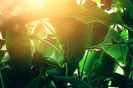 green tropical leaves background. summer and nature concept.