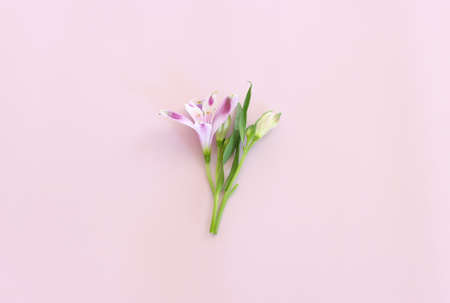 Top view image of pink and purple flowers composition over pastel background .Flat lay