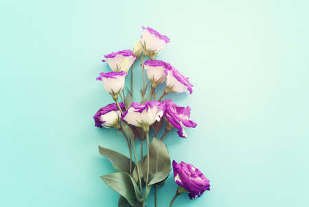 Top view image of pink and purple flowers composition over pastel blue background .Flat lay