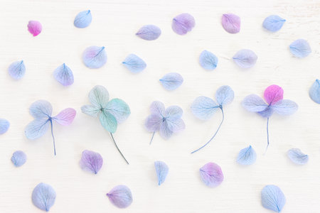Top view image of Hydrangea flowers composition over white wooden background .Flat layの写真素材
