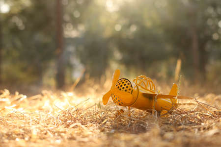Magical image of vintage airplane in the forest at sunsetの写真素材